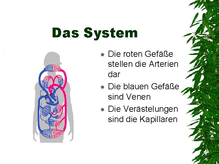 Das System Die roten Gefäße stellen die Arterien dar Die blauen Gefäße sind Venen