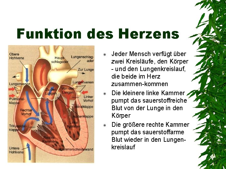 Funktion des Herzens Jeder Mensch verfügt über zwei Kreisläufe, den Körper - und den