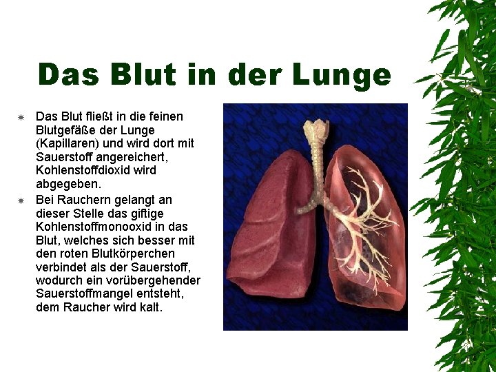 Das Blut in der Lunge Das Blut fließt in die feinen Blutgefäße der Lunge