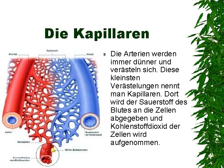 Die Kapillaren Die Arterien werden immer dünner und verästeln sich. Diese kleinsten Verästelungen nennt