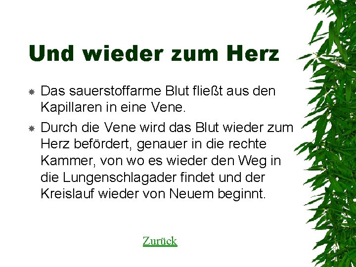 Und wieder zum Herz Das sauerstoffarme Blut fließt aus den Kapillaren in eine Vene.