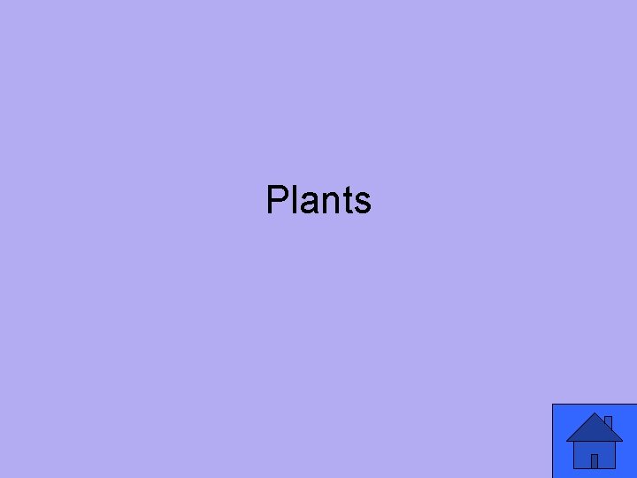 Plants 