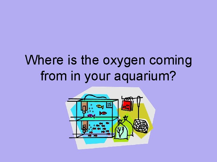 Where is the oxygen coming from in your aquarium? 