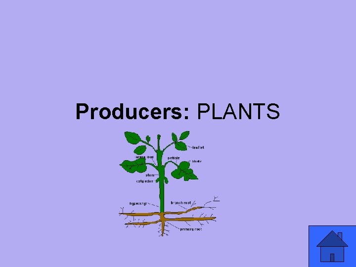 Producers: PLANTS 