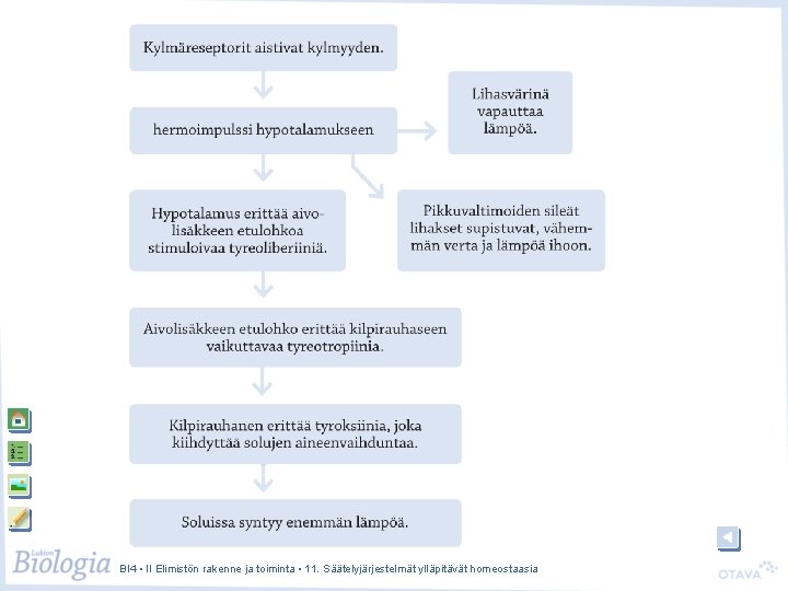 BI 4 • II Elimistön rakenne ja toiminta • 11. Säätelyjärjestelmät ylläpitävät homeostaasia 