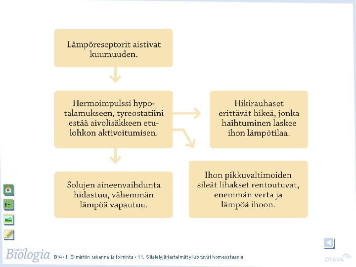 BI 4 • II Elimistön rakenne ja toiminta • 11. Säätelyjärjestelmät ylläpitävät homeostaasia 