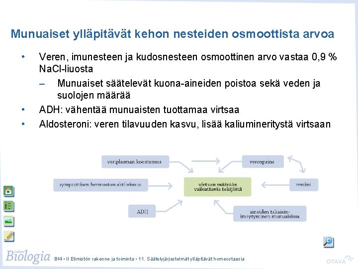Munuaiset ylläpitävät kehon nesteiden osmoottista arvoa • • • Veren, imunesteen ja kudosnesteen osmoottinen
