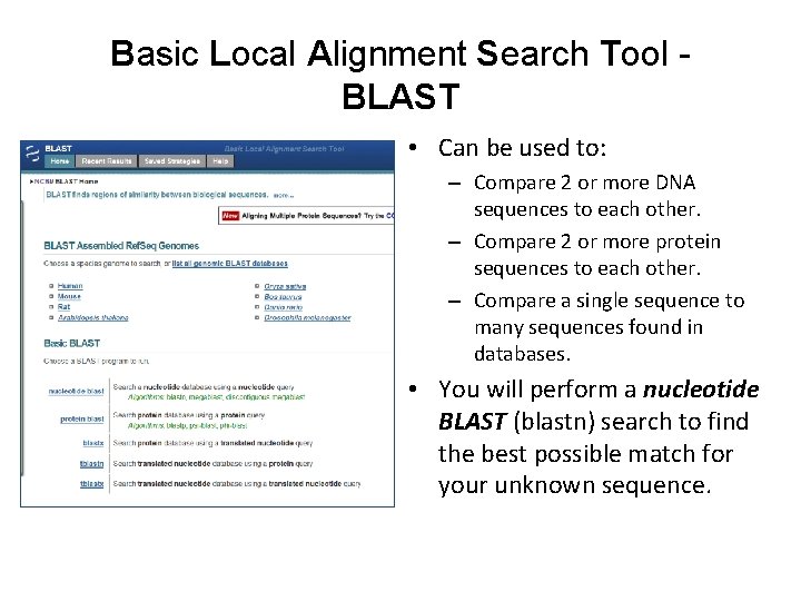 Basic Local Alignment Search Tool BLAST • Can be used to: – Compare 2