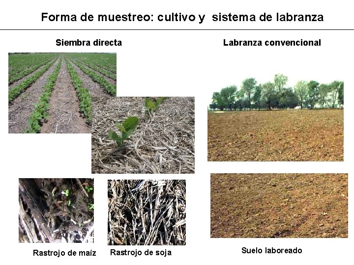 Forma de muestreo: cultivo y sistema de labranza Siembra directa Rastrojo de maíz Rastrojo