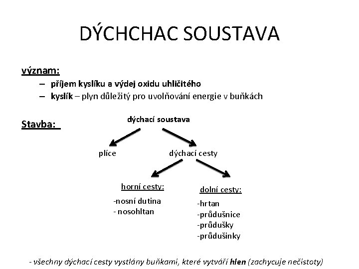 DÝCHCHAC SOUSTAVA význam: – příjem kyslíku a výdej oxidu uhličitého – kyslík – plyn