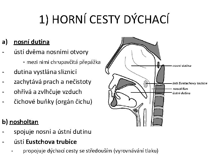 1) HORNÍ CESTY DÝCHACÍ a) nosní dutina - ústí dvěma nosními otvory - mezi