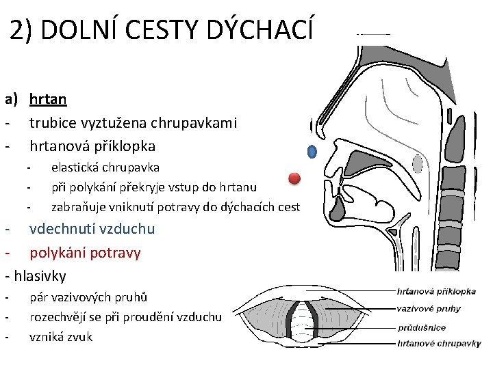2) DOLNÍ CESTY DÝCHACÍ a) hrtan - trubice vyztužena chrupavkami - hrtanová příklopka - 2) DOLNÍ CESTY DÝCHACÍ a) hrtan - trubice vyztužena chrupavkami - hrtanová příklopka -