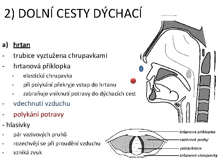 2) DOLNÍ CESTY DÝCHACÍ a) hrtan - trubice vyztužena chrupavkami - hrtanová příklopka -