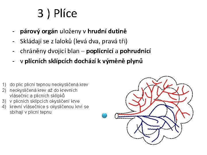 3 ) Plíce - párový orgán uloženy v hrudní dutině Skládají se z laloků