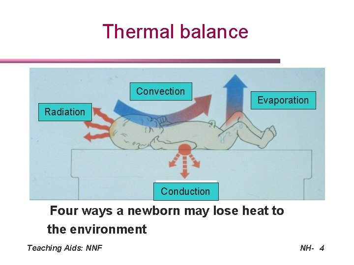 Thermal balance Convection Evaporation Radiation Conduction Four ways a newborn may lose heat to