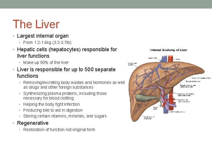 The Liver • Largest internal organ • From 1. 2 -1. 6 kg (3.