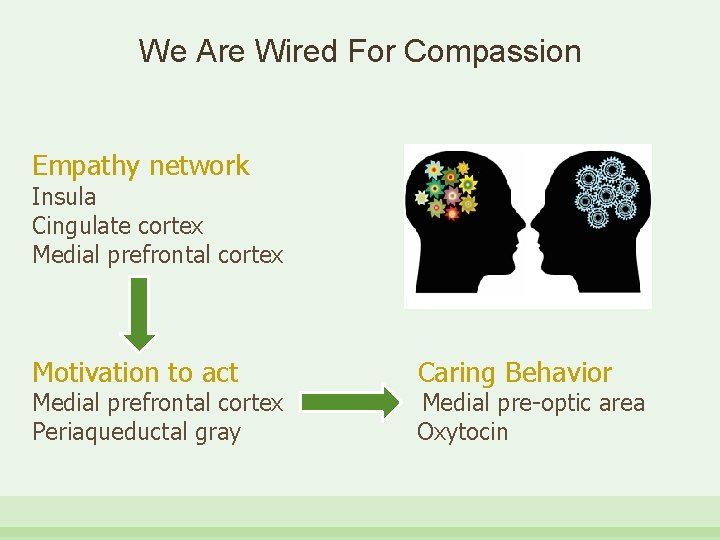 We Are Wired For Compassion Empathy network Insula Cingulate cortex Medial prefrontal cortex Motivation