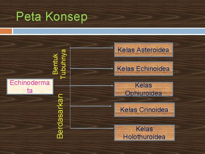 Berdasarkan Echinoderma ta Bentuk Tubuhnya Peta Konsep Kelas Asteroidea Kelas Echinoidea Kelas Ophiuroidea Kelas