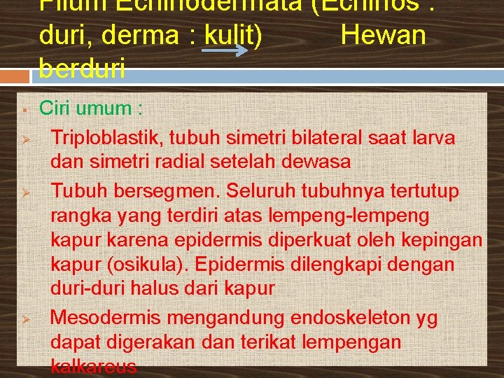 Filum Echinodermata (Echinos : duri, derma : kulit) Hewan berduri § Ø Ø Ø