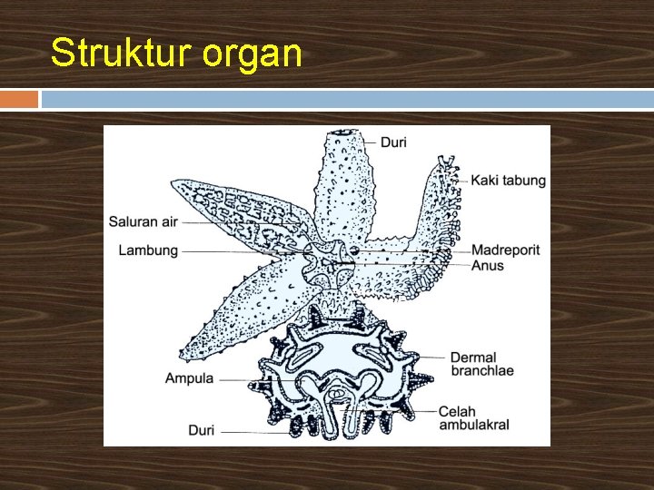 Struktur organ 