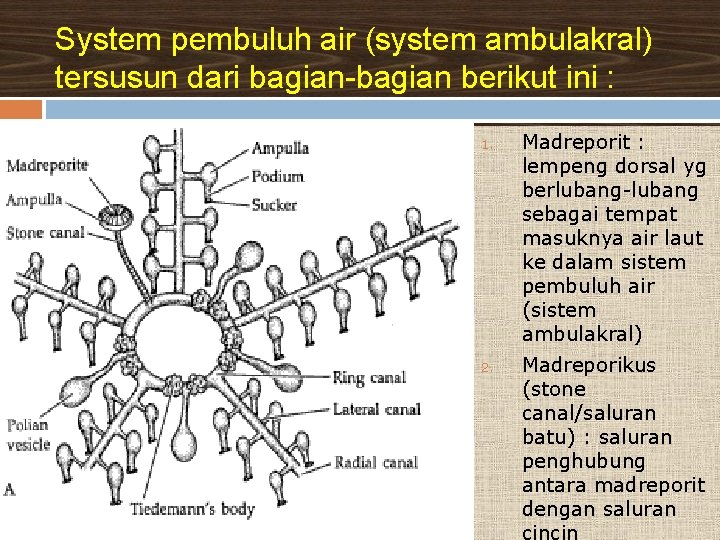 System pembuluh air (system ambulakral) tersusun dari bagian-bagian berikut ini : 1. 2. Madreporit