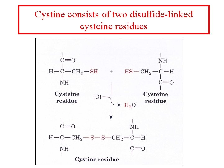 Cystine consists of two disulfide-linked cysteine residues 