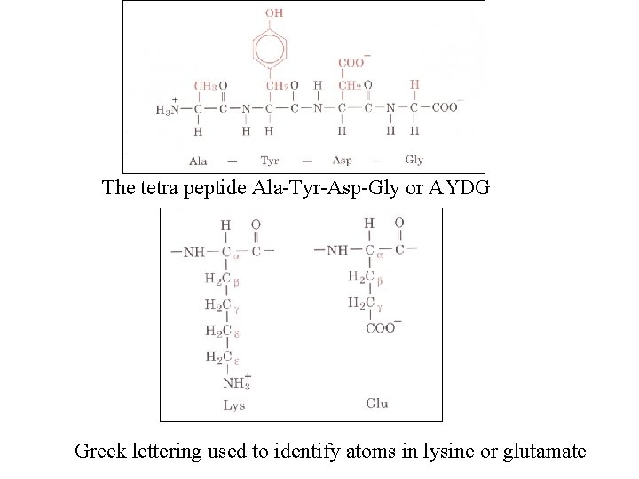 The tetra peptide Ala-Tyr-Asp-Gly or AYDG Greek lettering used to identify atoms in lysine