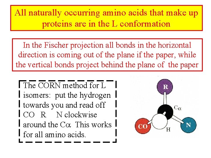 All naturally occurring amino acids that make up proteins are in the L conformation