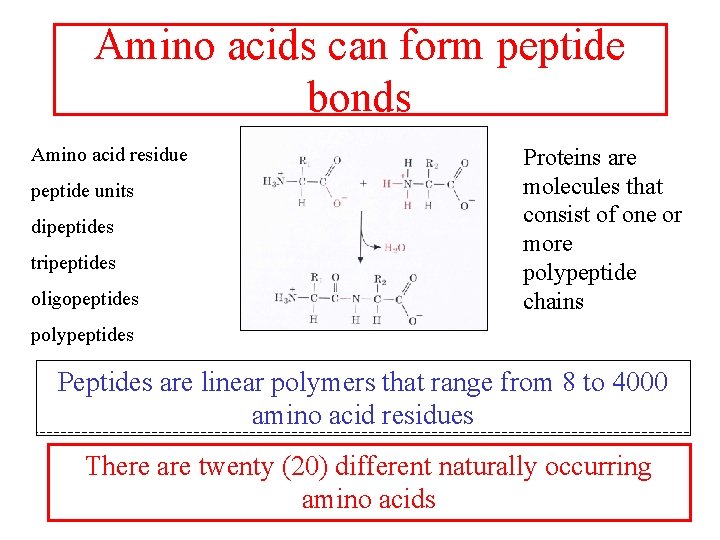 Amino acids can form peptide bonds Amino acid residue peptide units dipeptides tripeptides oligopeptides