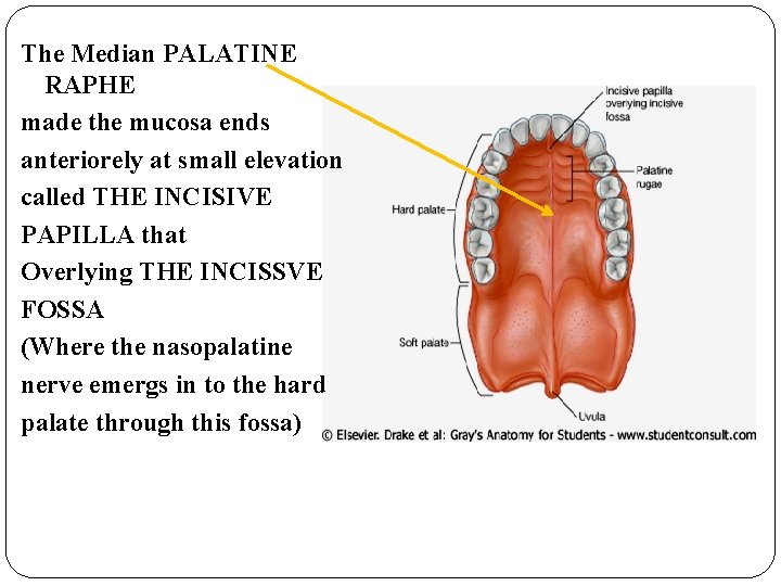 The Median PALATINE RAPHE made the mucosa ends anteriorely at small elevation called THE