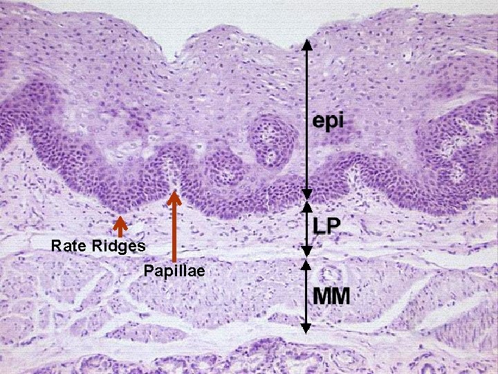 Rate Ridges Papillae 