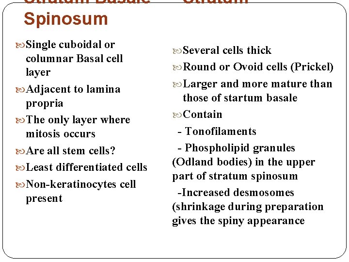 Stratum Basale --- Stratum Spinosum Single cuboidal or columnar Basal cell layer Adjacent to