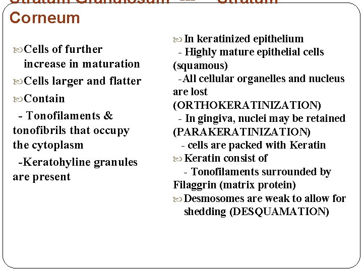 Stratum Granulosum --Corneum Cells of further increase in maturation Cells larger and flatter Contain