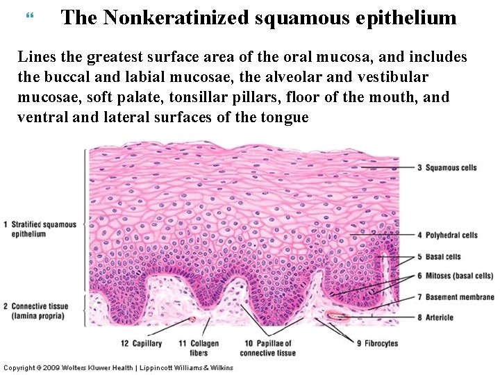  The Nonkeratinized squamous epithelium Lines the greatest surface area of the oral mucosa,