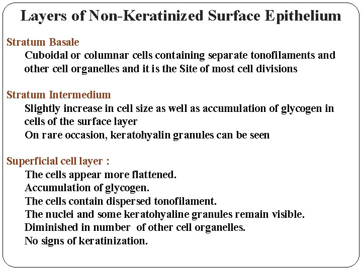 Layers of Non-Keratinized Surface Epithelium Stratum Basale Cuboidal or columnar cells containing separate tonofilaments