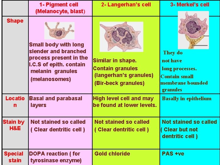 1 - Pigment cell (Melanocyte, blast) 2 - Langerhan’s cell 3 - Merkel’s cell