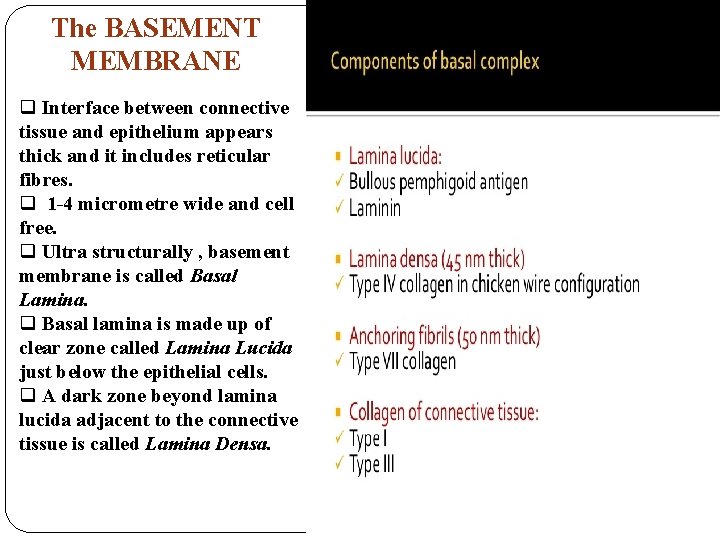 The BASEMENT MEMBRANE q Interface between connective tissue and epithelium appears thick and it