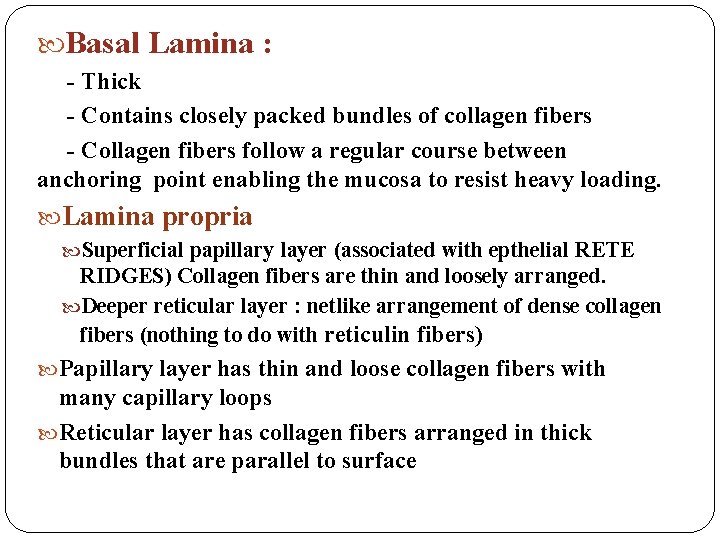  Basal Lamina : - Thick - Contains closely packed bundles of collagen fibers