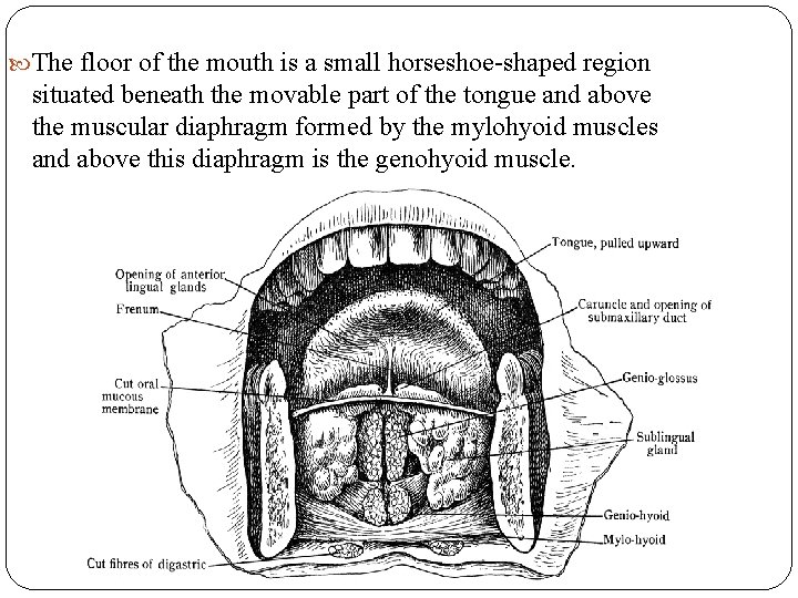  The floor of the mouth is a small horseshoe-shaped region situated beneath the