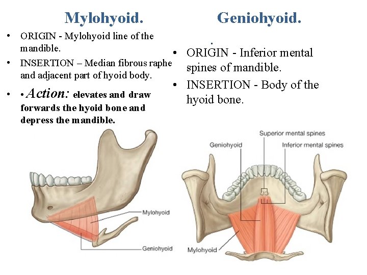  Mylohyoid. Geniohyoid. • ORIGIN - Mylohyoid line of the. mandible. • ORIGIN -