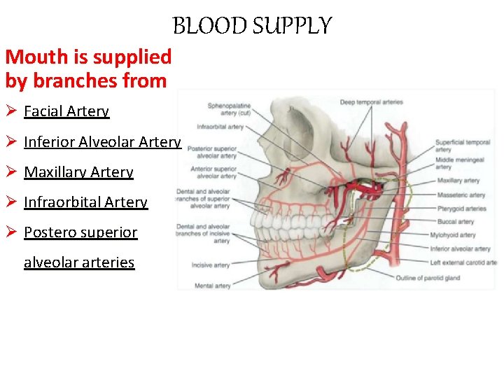 BLOOD SUPPLY Mouth is supplied by branches from Ø Facial Artery Ø Inferior Alveolar