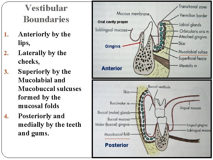 Vestibular Boundaries 1. 2. 3. 4. Anteriorly by the lips, Laterally by the cheeks,