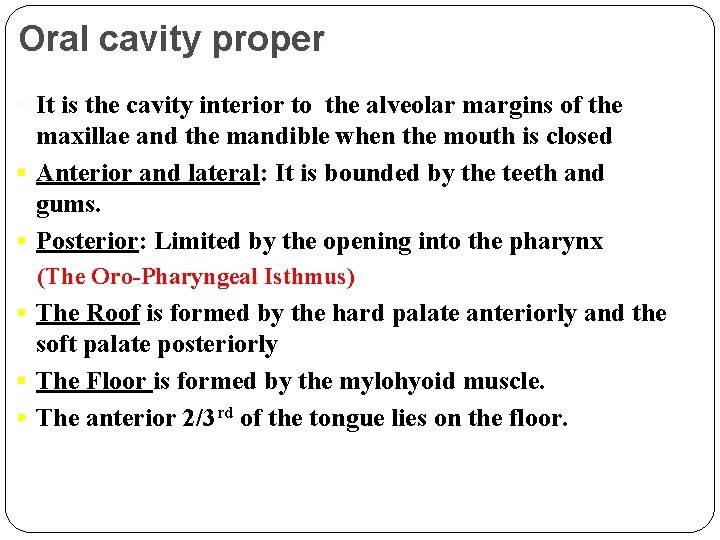 Oral cavity proper It is the cavity interior to the alveolar margins of the