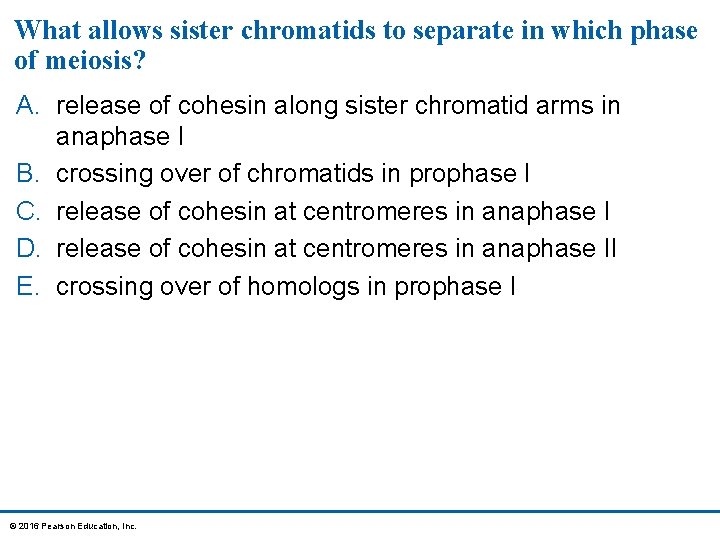 What allows sister chromatids to separate in which phase of meiosis? A. release of