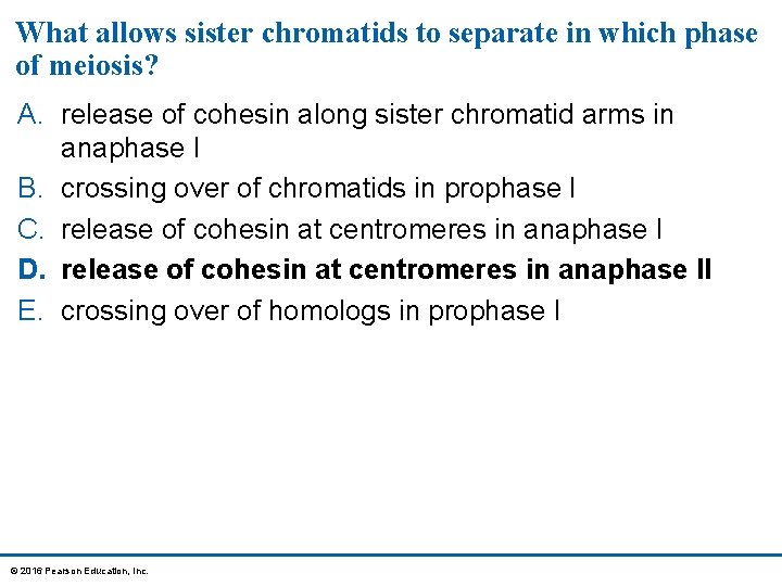 What allows sister chromatids to separate in which phase of meiosis? A. release of