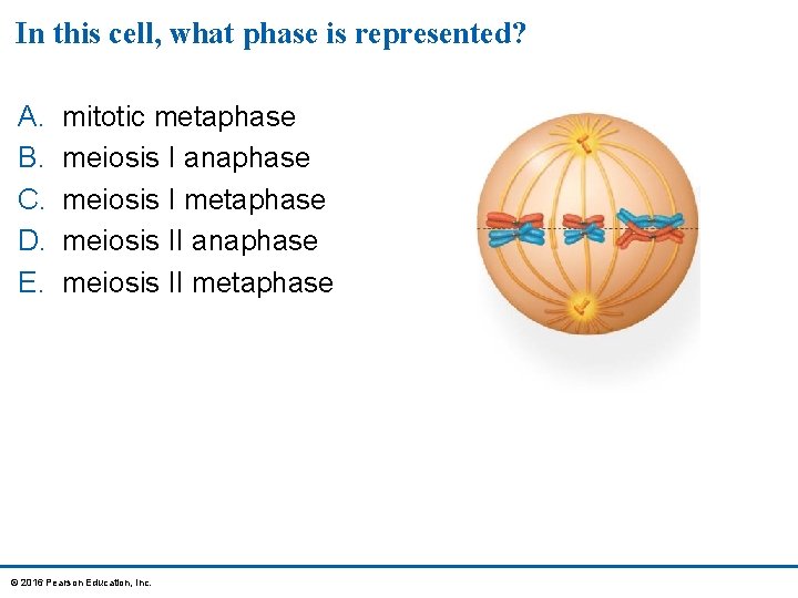 In this cell, what phase is represented? A. B. C. D. E. mitotic metaphase