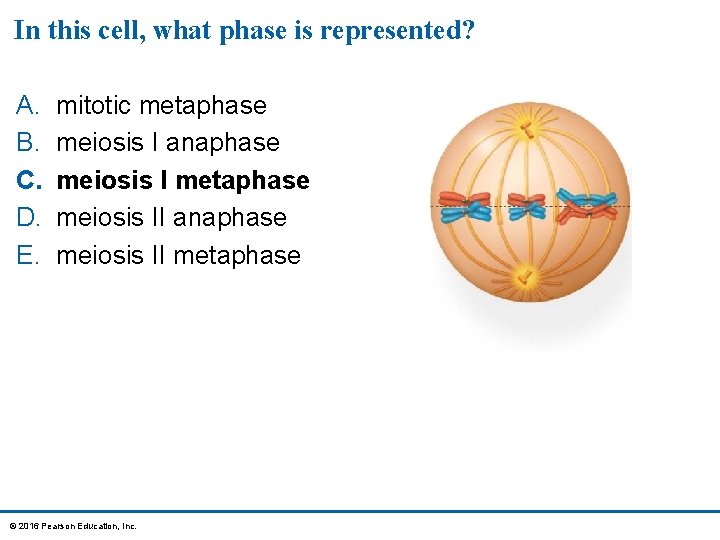 In this cell, what phase is represented? A. B. C. D. E. mitotic metaphase