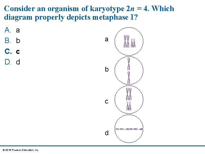 Consider an organism of karyotype 2 n = 4. Which diagram properly depicts metaphase