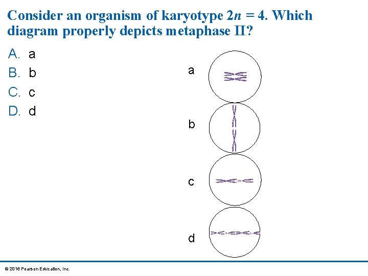 Consider an organism of karyotype 2 n = 4. Which diagram properly depicts metaphase