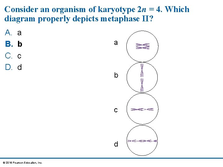 Consider an organism of karyotype 2 n = 4. Which diagram properly depicts metaphase